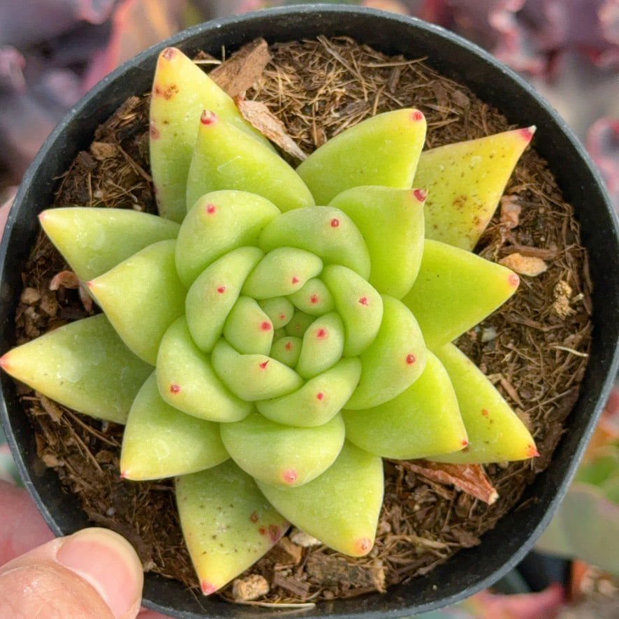 Echeveria agavoides Morgain Succulent Plant