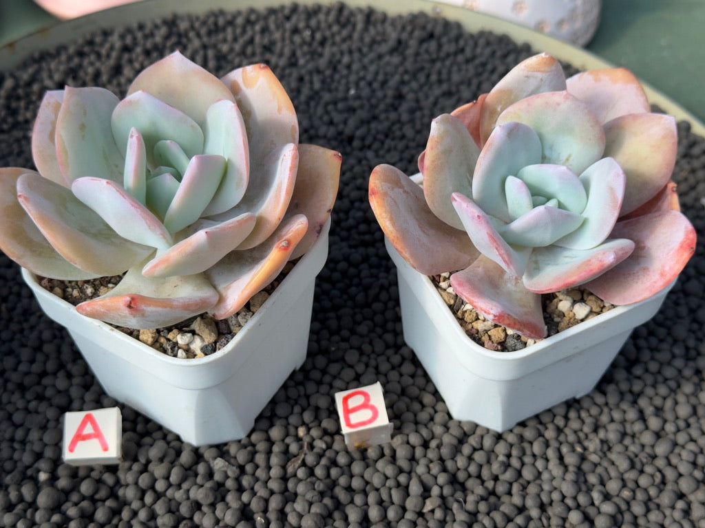 Echeveria Hakuhou Imported Succulent Plant