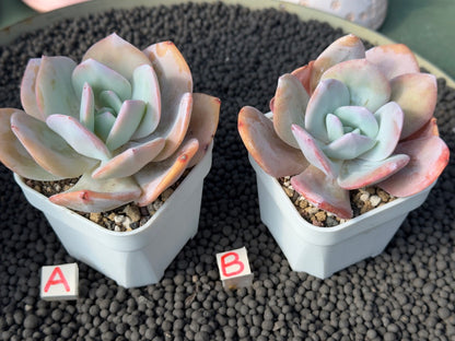 Echeveria Hakuhou Imported Succulent Plant