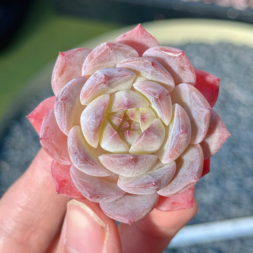 Echeveria Rosé Succulent Plant A