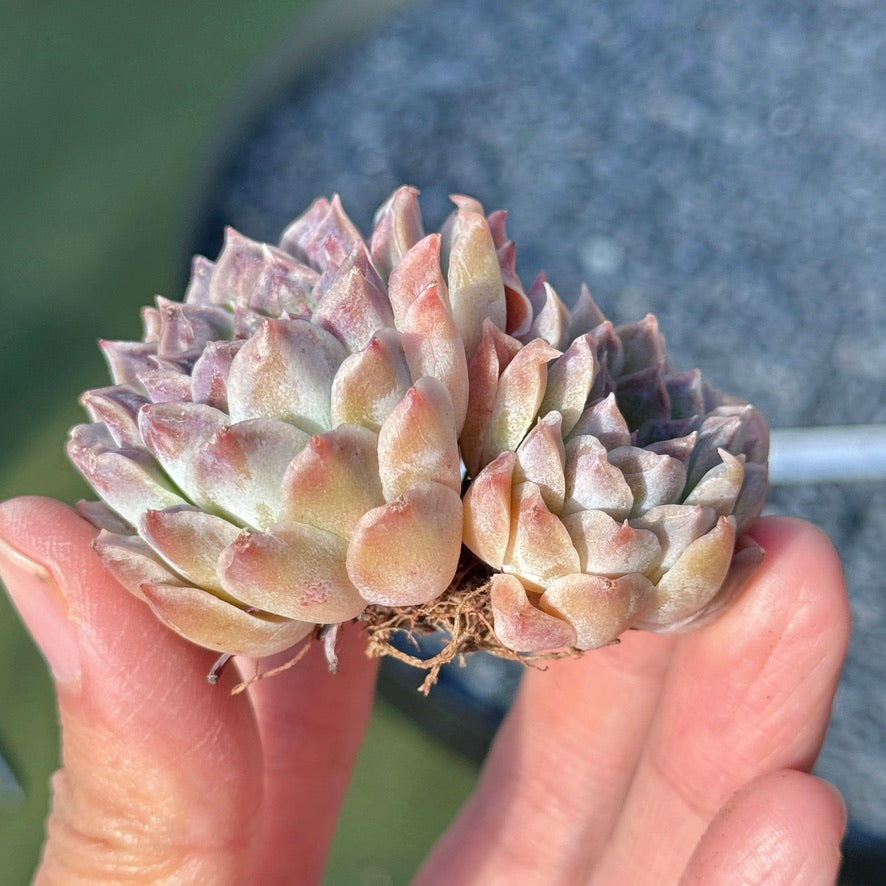 Echeveria Hearts Choice Succulent Plant