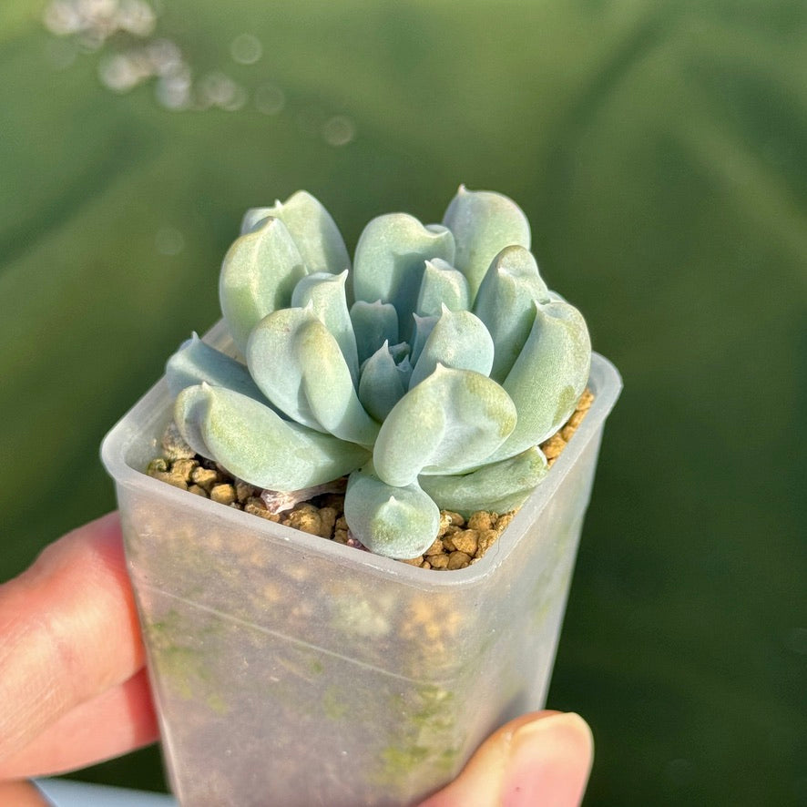 fingertips succulent Echeveria Long Fingers Korean Succulent Plant – Succielife