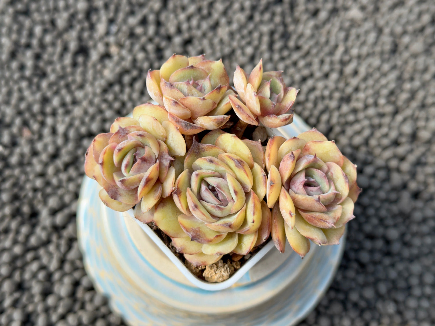 Echeveria Onslow Imported Succulent Plant