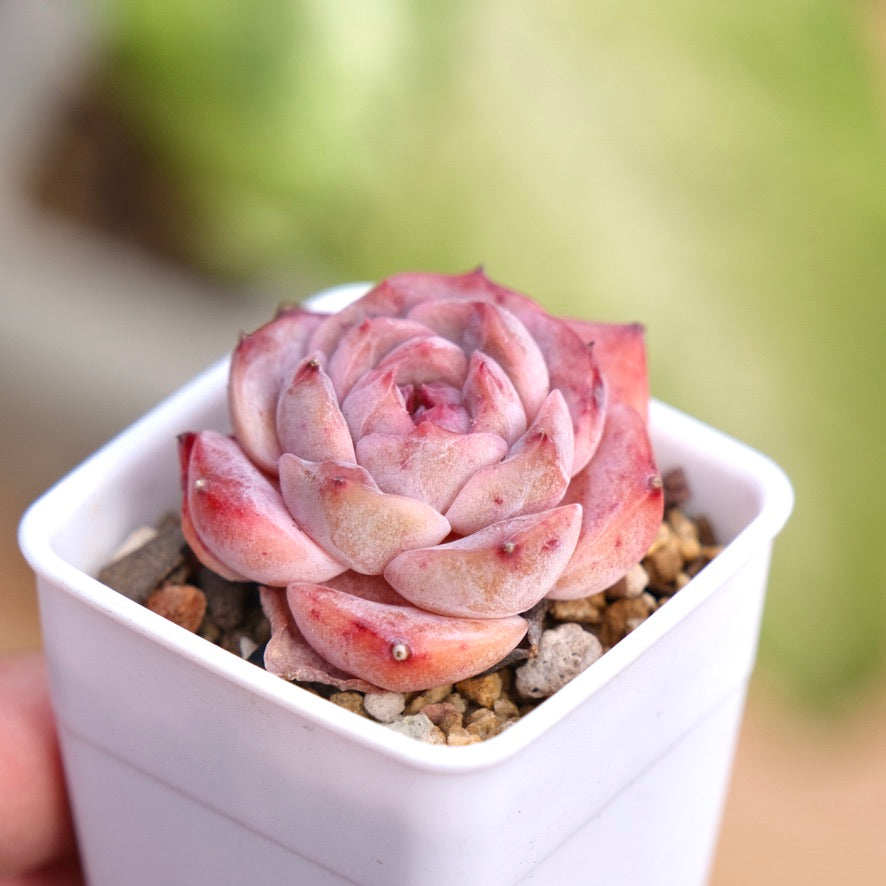 Echeveria hyalina hybrid Succulent Plant