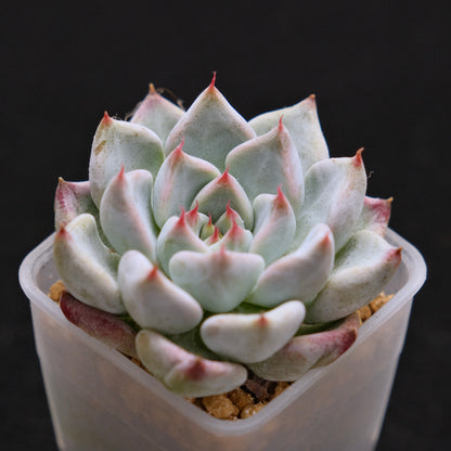 Echeveria Sato Korean Succulent Plant Rare Changhee hybrid