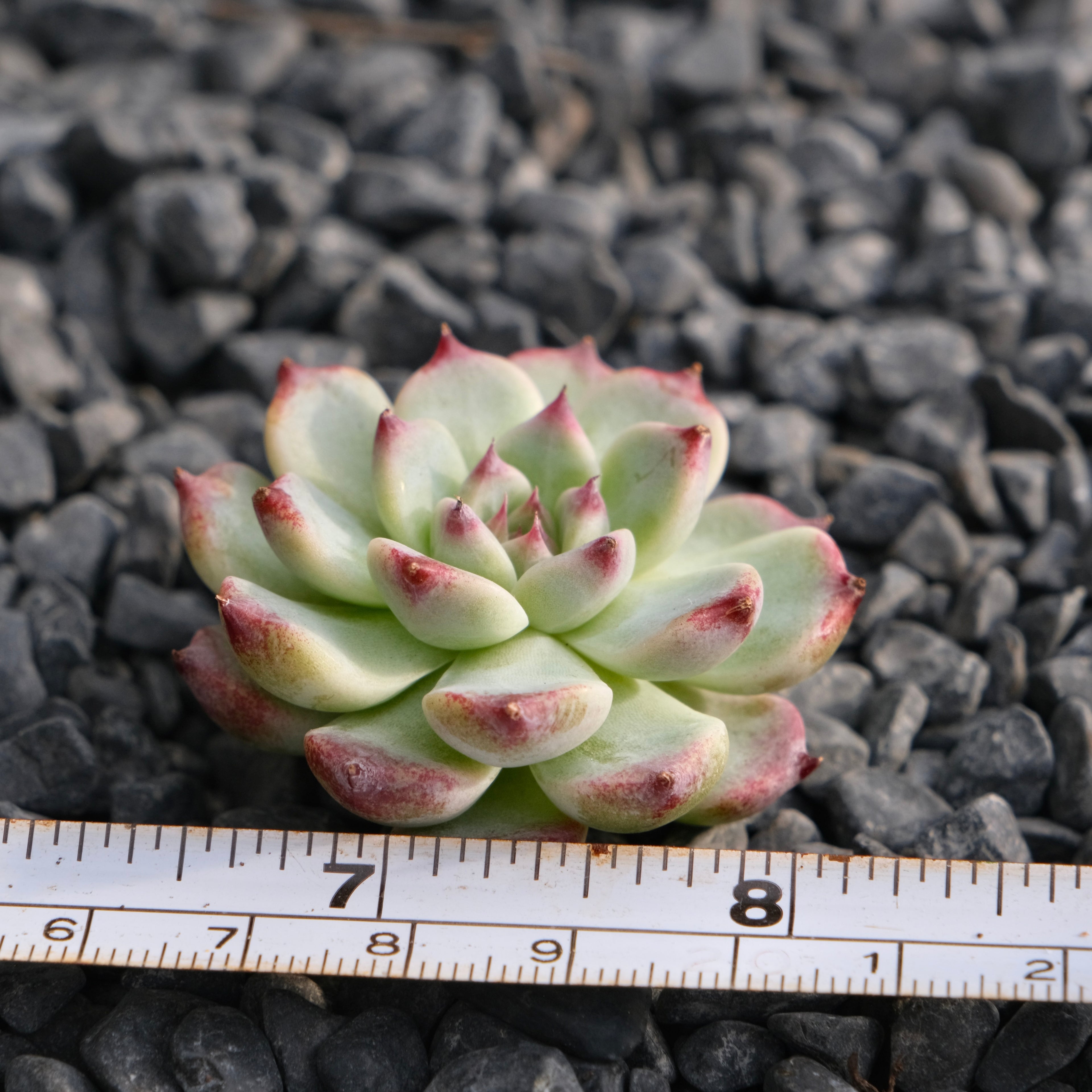 Echeveria First Kiss Korean Succulent Plant Rare Hwaga hybrid