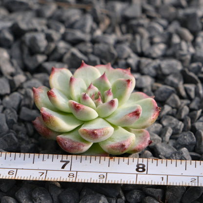 Echeveria First Kiss Korean Succulent Plant Rare Hwaga hybrid