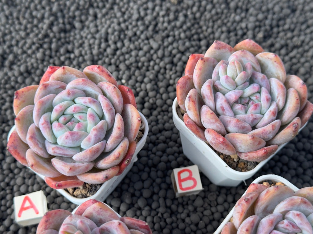 Echeveria Blood Orange Imported Succulent Plant