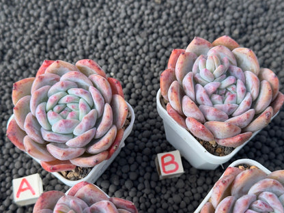 Echeveria Blood Orange Imported Succulent Plant