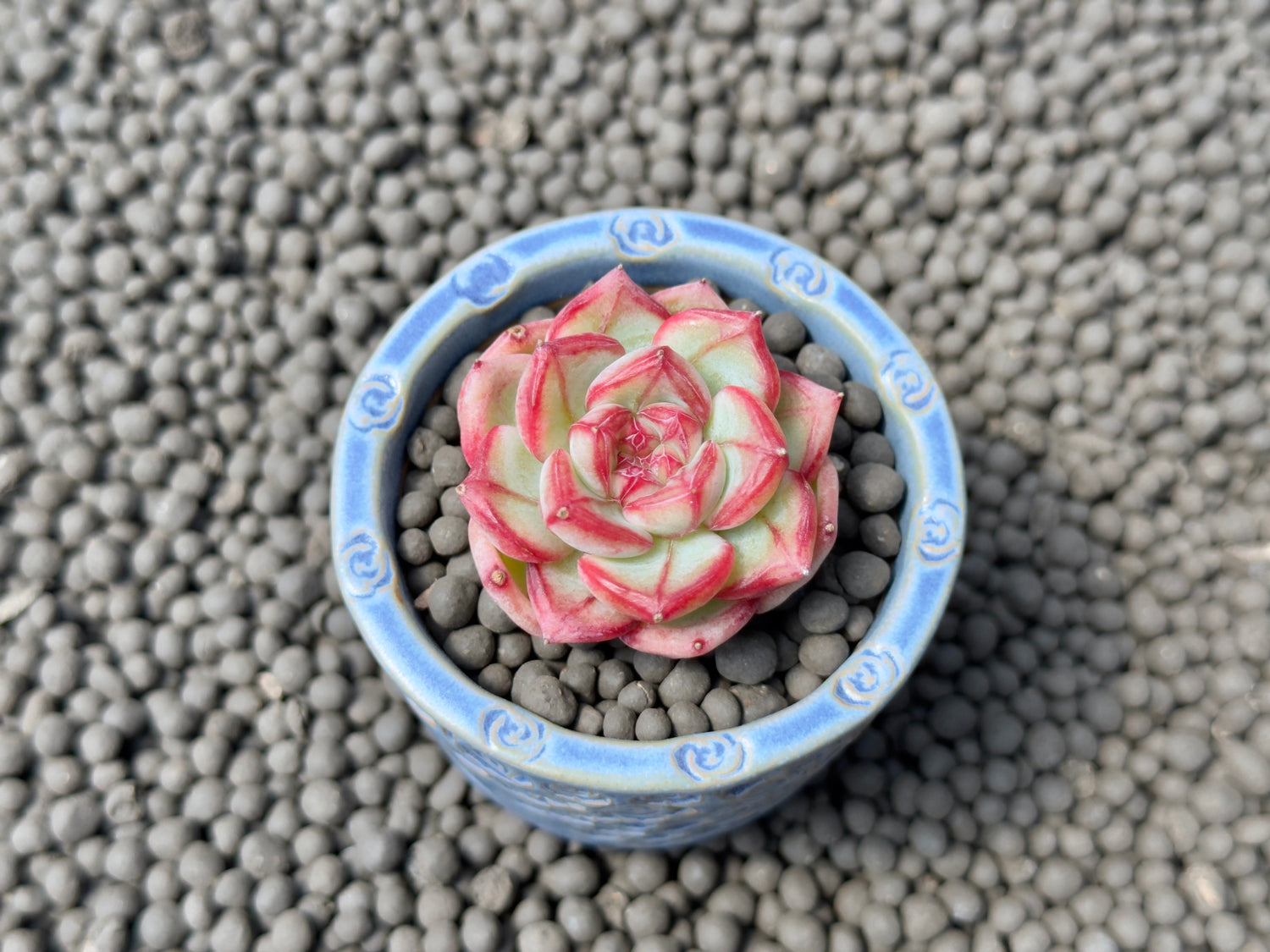 Echeveria Coralia Korean Succulent Plant