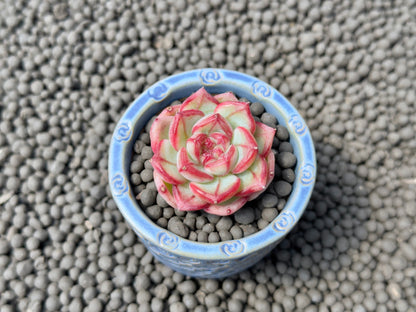 Echeveria Coralia Korean Succulent Plant