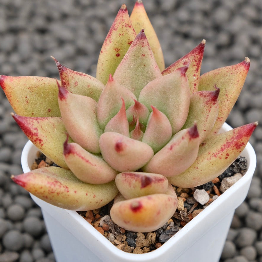 Echeveria Gumiho Korean Succulent Plant Mam and Sister Hybrid