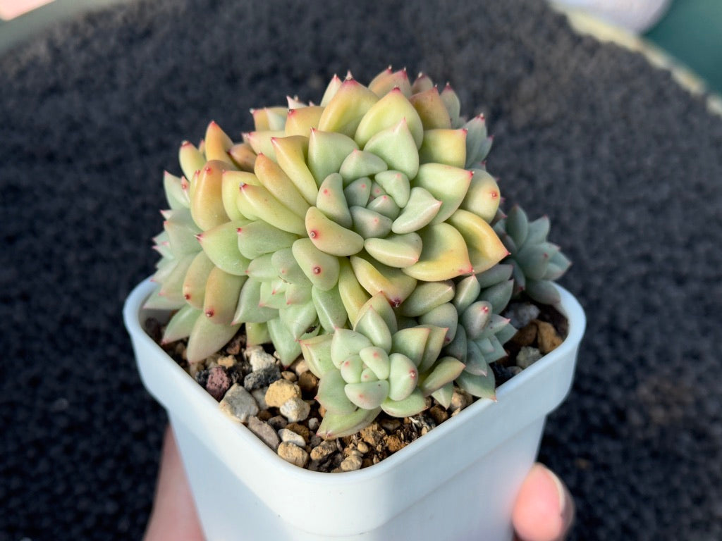 Echeveria JC van Keppel Imported Succulent Plant