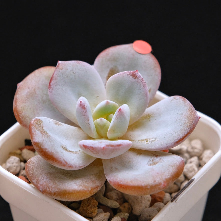 Echeveria Cream Tea hybrid Korean Succulent Plant