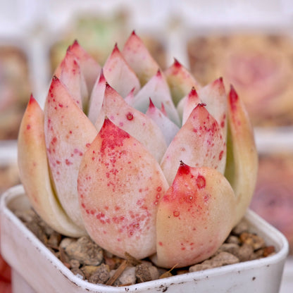 Echeveria colorata hybrid Korean Succulent Plant