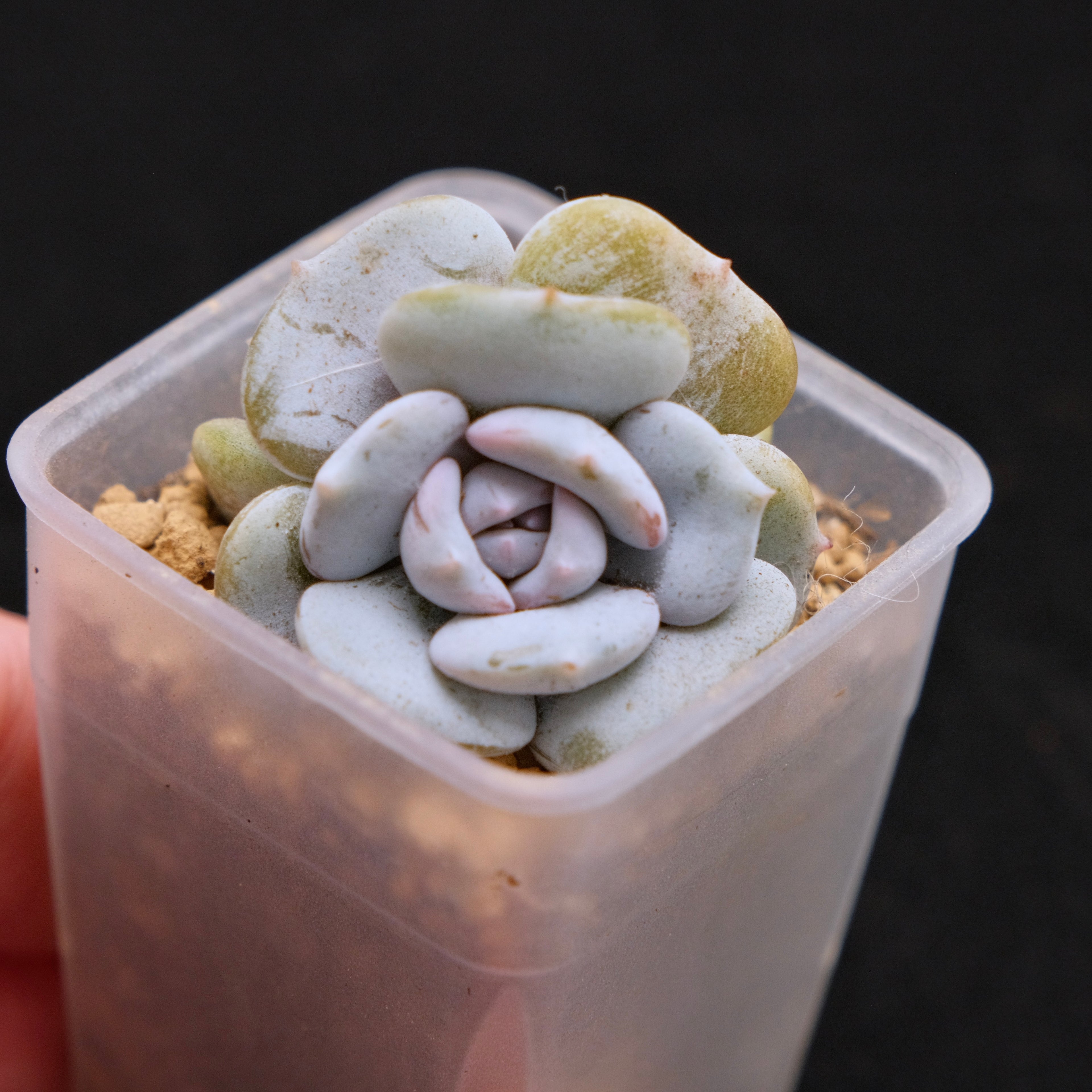 Echeveria Milk Purple Korean Succulent Plant Changhee hybrid