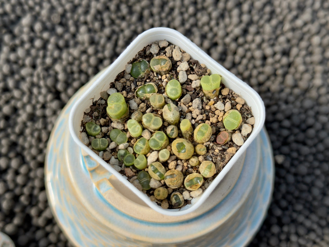 Conophytum devium seedlings Imported Succulent Plant