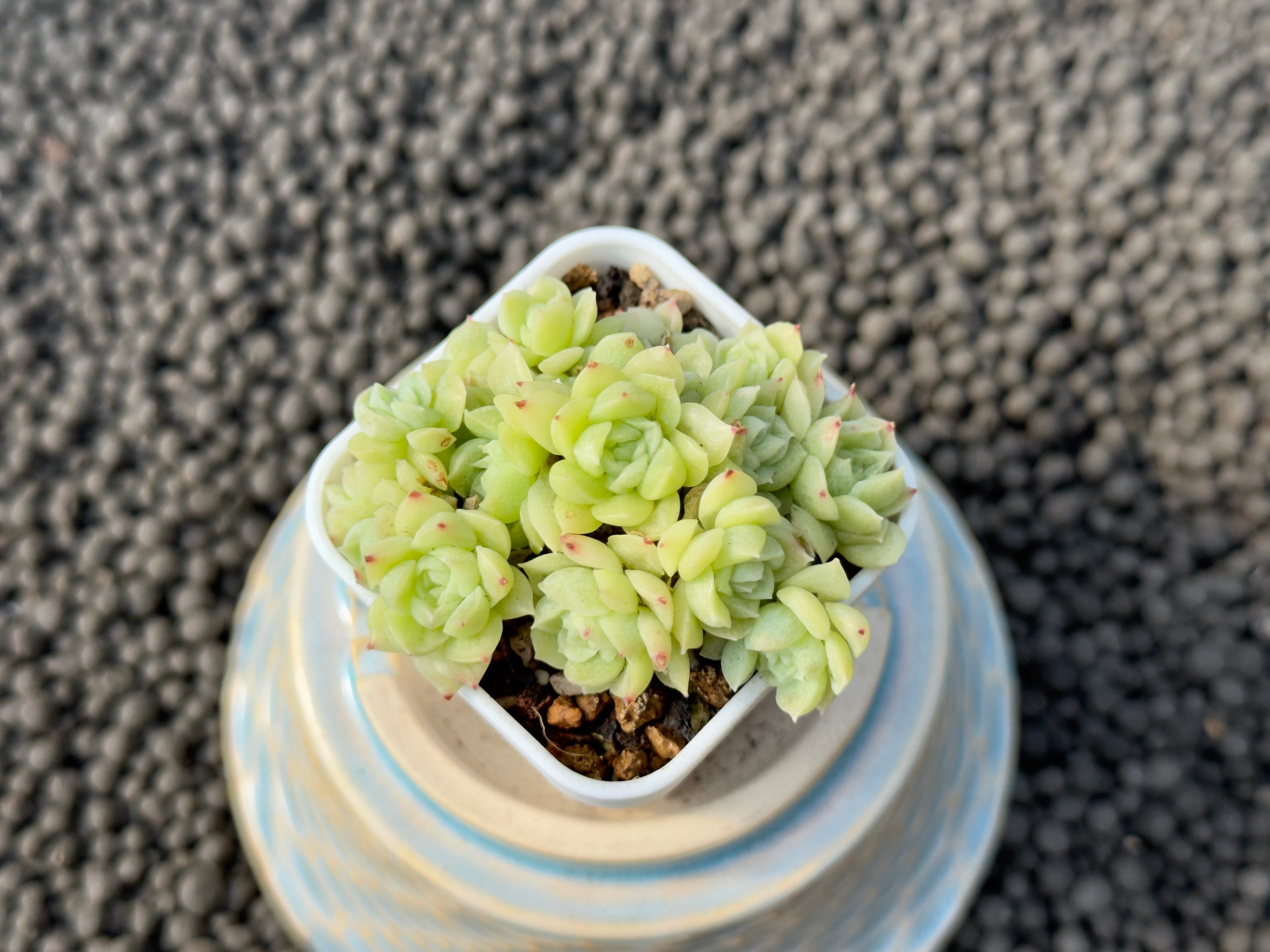 Echeveria Etrial Korean Succulent Plant