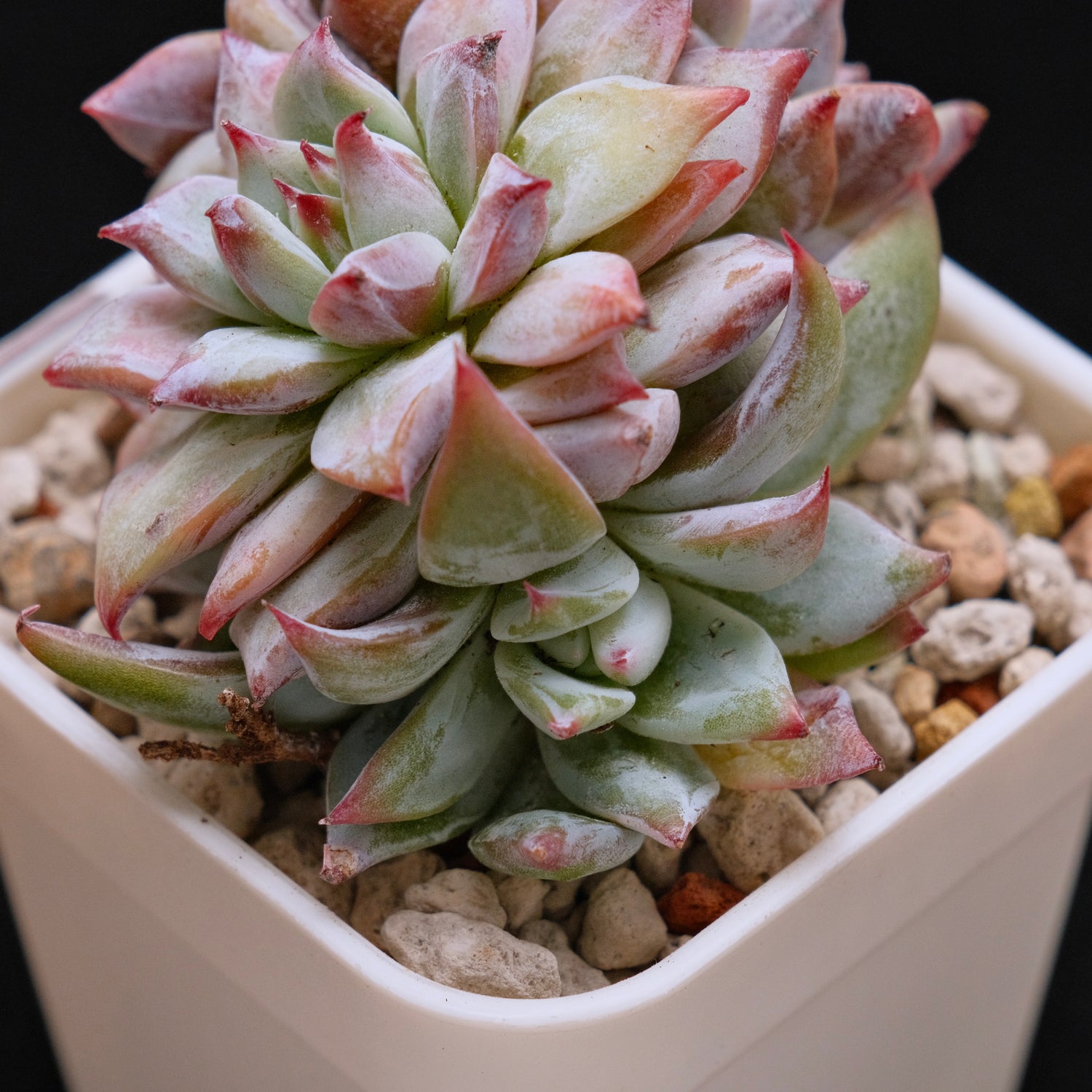 Echeveria colorata hybrid cluster Imported Succulent Plant