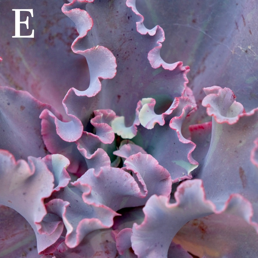 Variegated Echeveria Fury - Rare hybrid - E