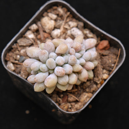 Small Crested Pachyphytum brachetti Korean Succulent Plant