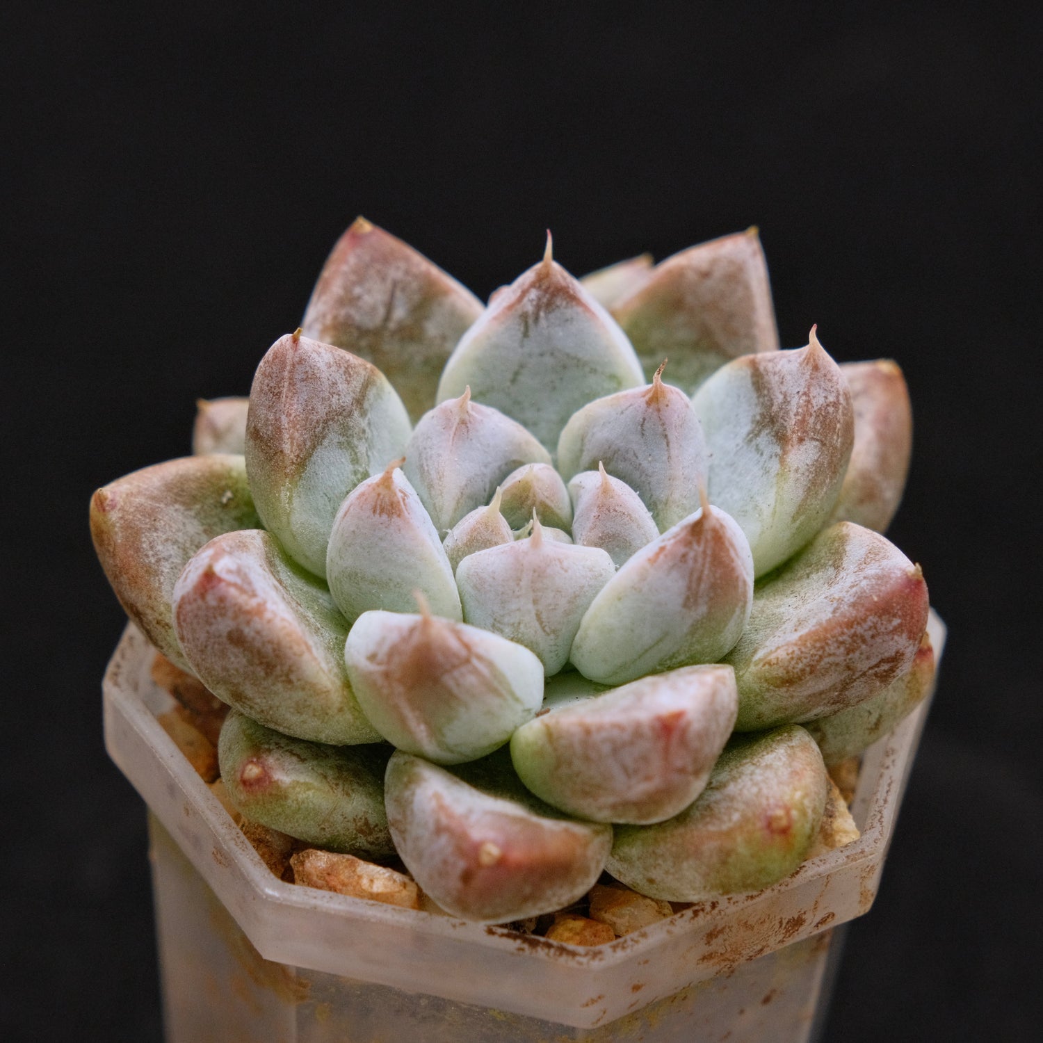Echeveria tolimanensis hybrid Korean Succulent Plant