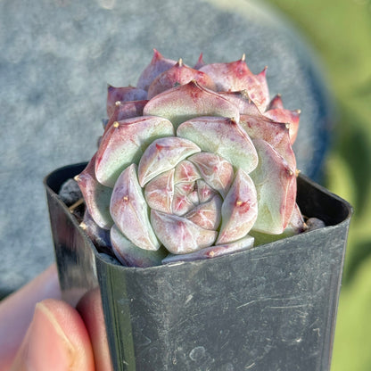 Echeveria Royal Star Korean Succulent Plant