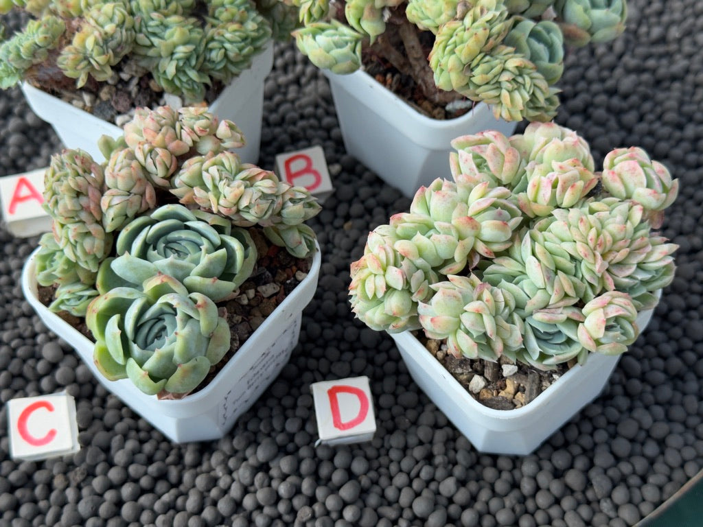 Crested Echeveria Twin Berry Imported Succulent Plant