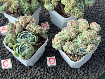 Crested Echeveria Twin Berry Imported Succulent Plant