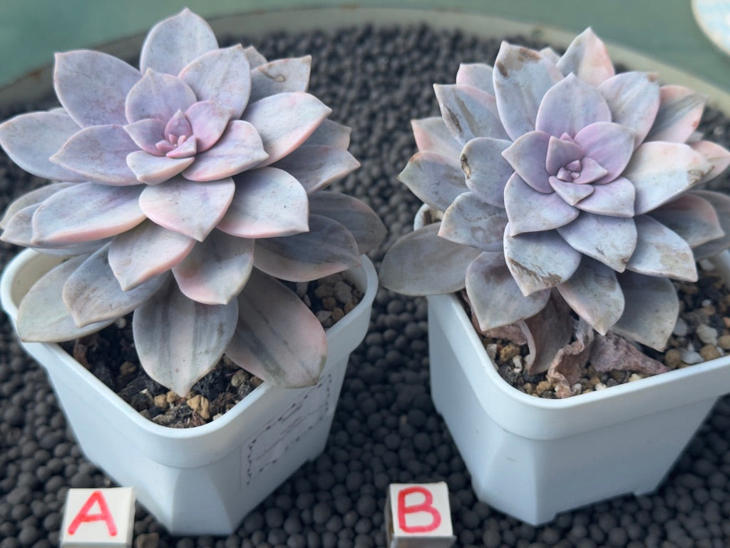 Variegated Graptopetalum Superbum Korean Succulent Plant