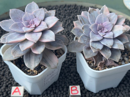 Variegated Graptopetalum Superbum Korean Succulent Plant