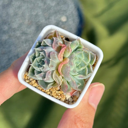 Echeveria Helena Korean Succulent Plant