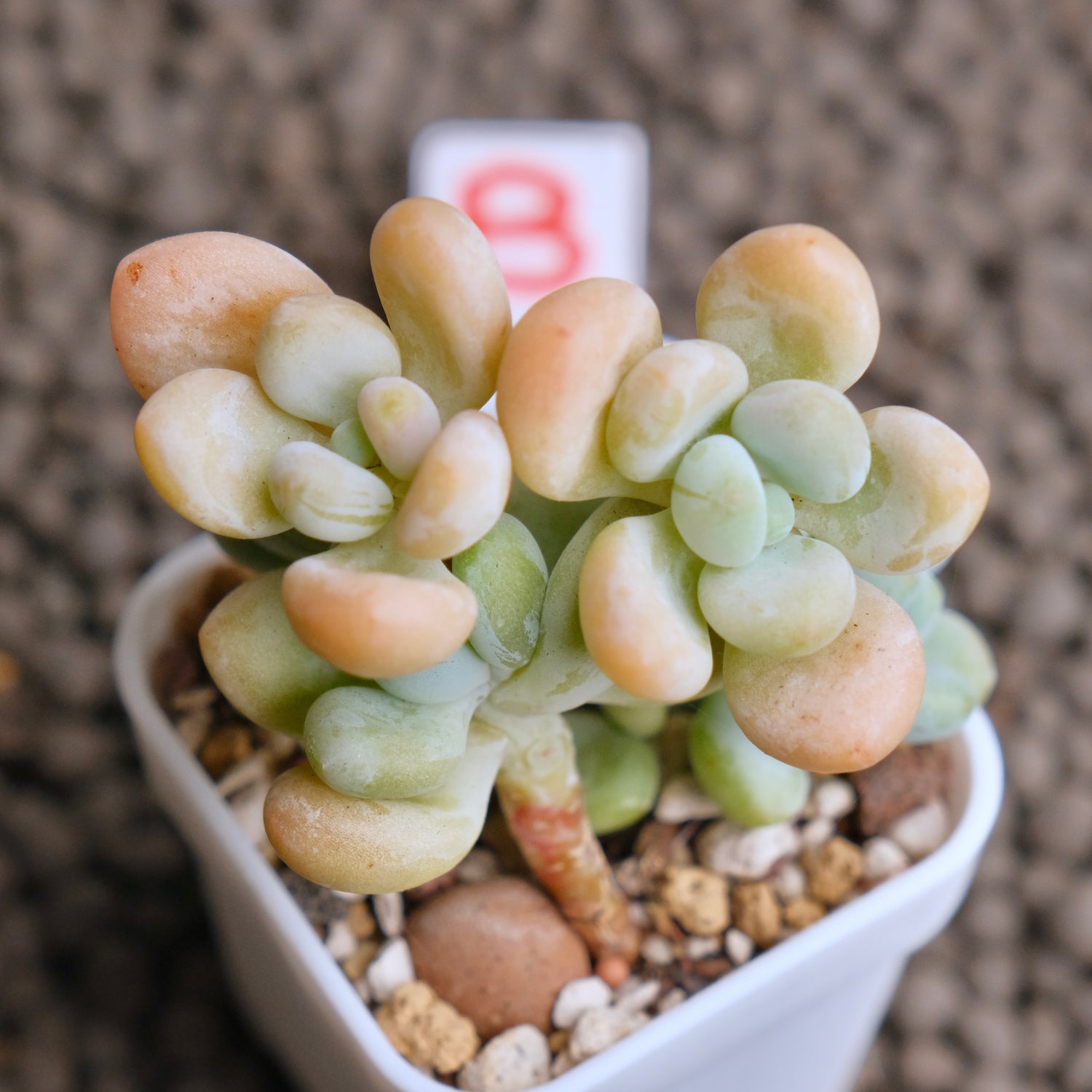 Graptosedum Jelly Finger Imported Succulent Plant - B