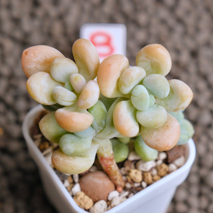 Graptosedum Jelly Finger Imported Succulent Plant - B