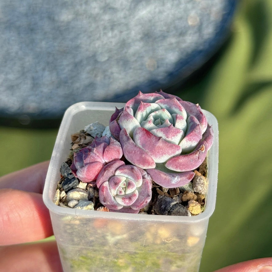 Echeveria Red Sun Korean Succulent Plant Changhee hybrid