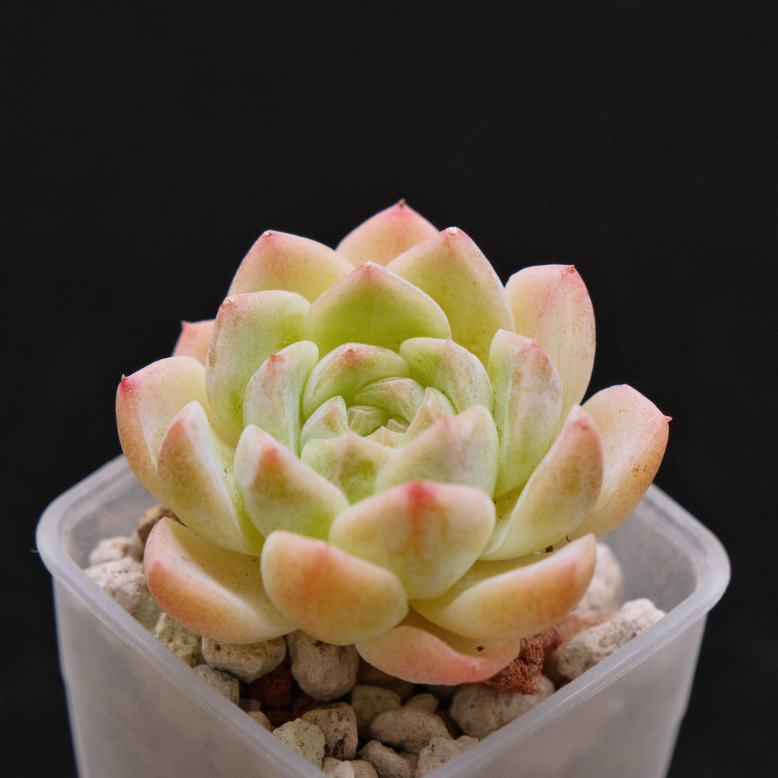 Echeveria Hyalina hybrid Imported Succulent Plant 海琳娜杂