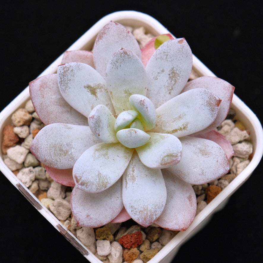 Echeveria laui Korean Succulent Plant