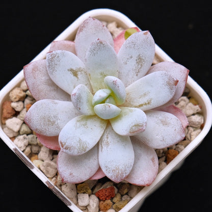Echeveria laui Korean Succulent Plant