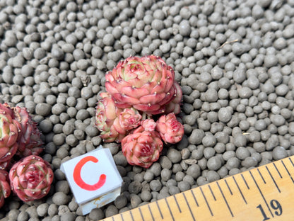 Echeveria Chocolate Mocha Imported Succulent Plant