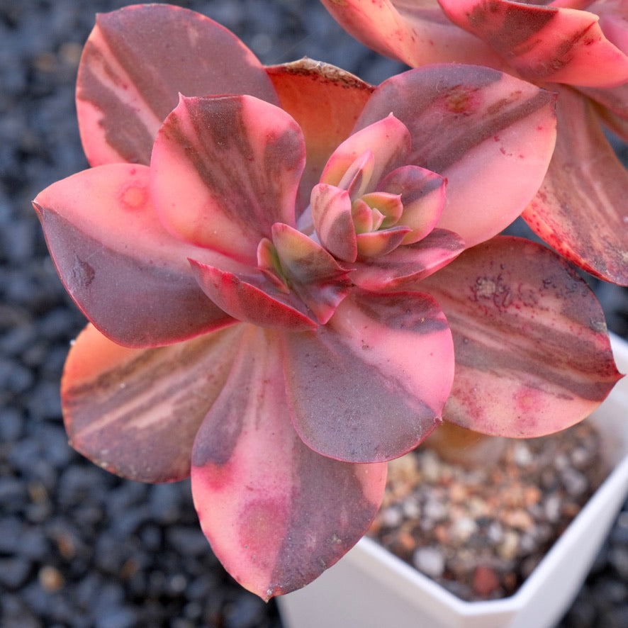 Big Variegated Echeveria Primadonna Korean Succulent Plant