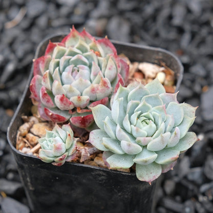 Echeveria Hongil Korean Succulent Plant