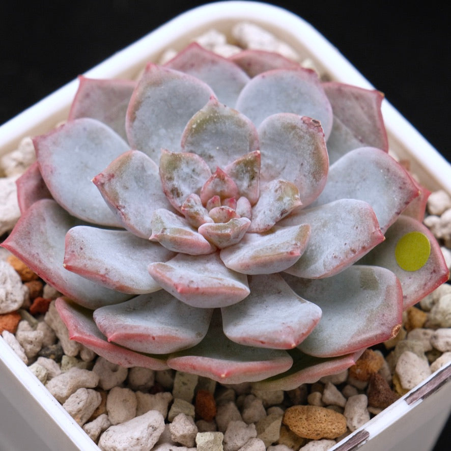 Echeveria Blossoming