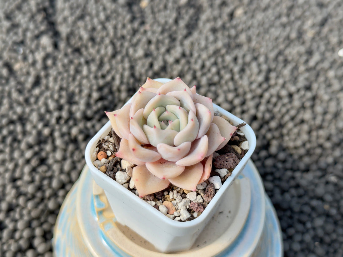 Echeveria Zeppelin Korean Succulent Plant Hwaga Hybrid
