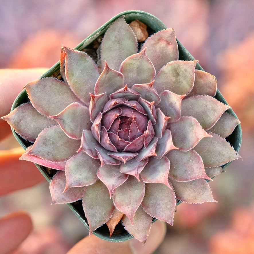 Sempervivum Lavender Succulent Plant
