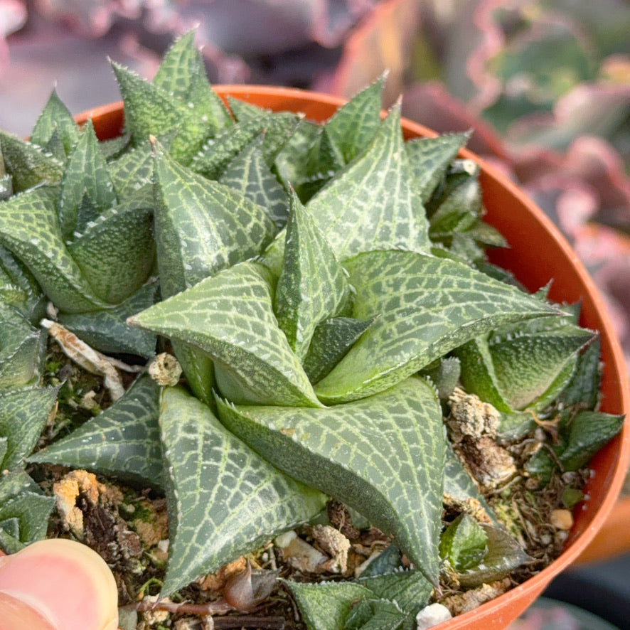 Haworthia tessellata Succulent Plant