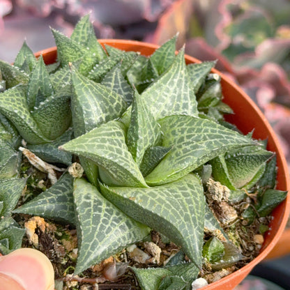 Haworthia tessellata Succulent Plant