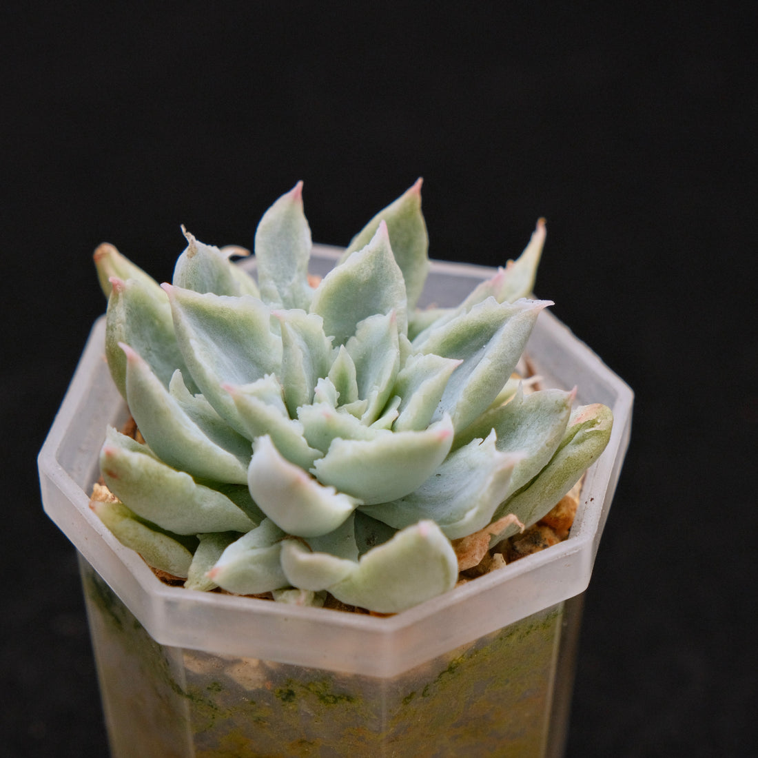 Echeveria Fox Tail Korean Succulent Plant Rare Air Magic hybrid