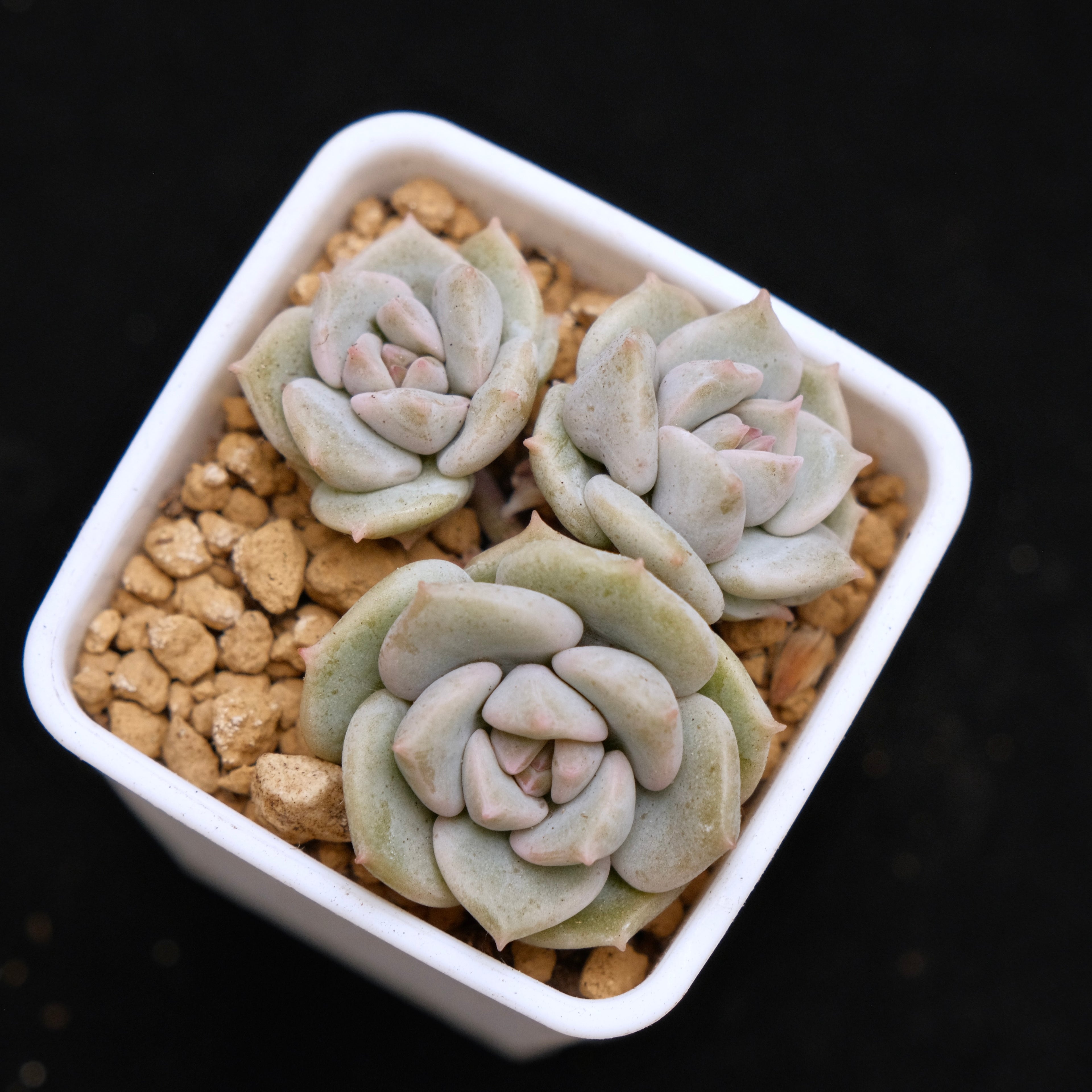 Echeveria Choux Cream babies Korean Succulent Plant