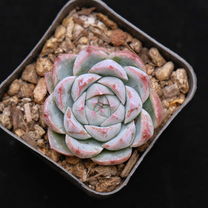 Echeveria Pole Dance Korean Succulent Plant