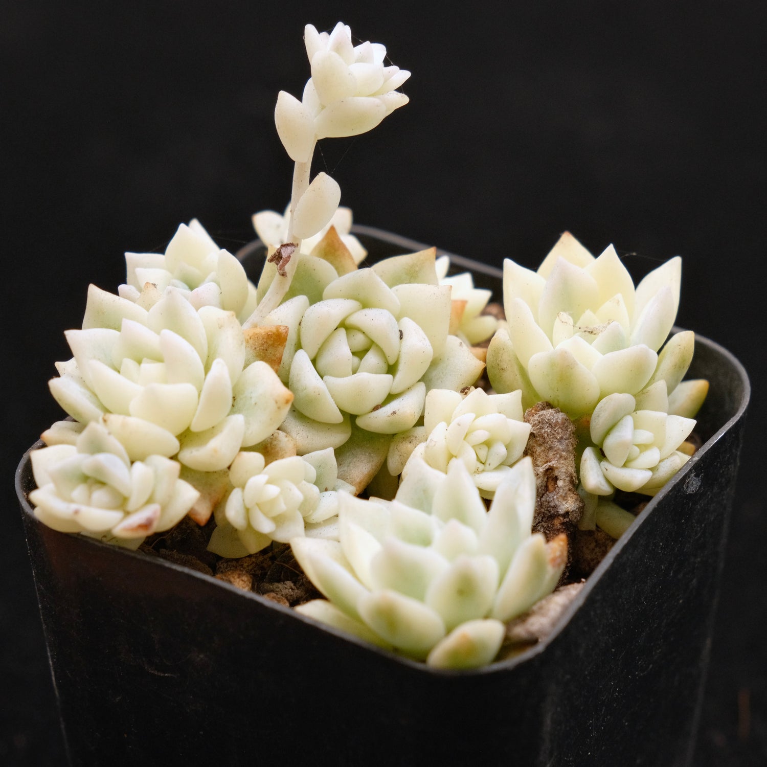 Variegated Echeveria prolifica Korean Succulent Plant (may separate)